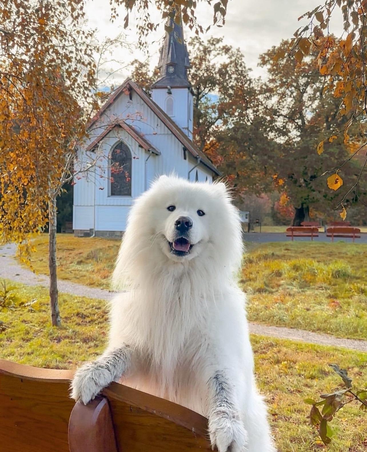 Custom Doll--Cute Little Boy and His Cute Pet