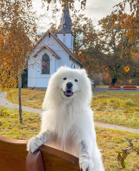 Custom Doll--Cute Little Boy and His Cute Pet